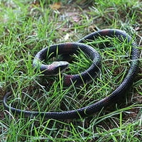 Homdipoo Реални Лажни Гумени Играчки Змија Црна Лажни Змии Кои Изгледаат Вистински Шега Работи Кобра Змија Долго